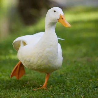 Oconatinho do mal
