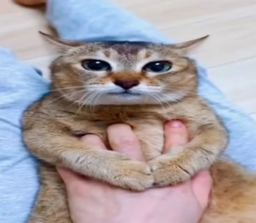 Zub