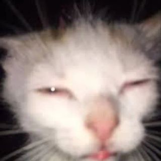 yuir