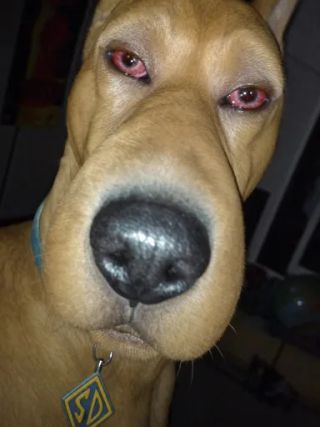 Dazs_Doo